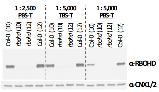 Western blot using anti-RBOHD antibodies